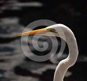 Great egret (Ardea alba)