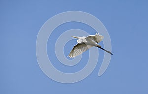Great Egret (Ardea alba