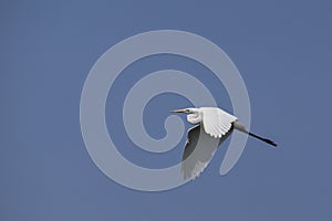 Great Egret (Ardea alba