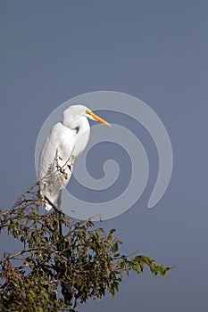 Great Egret, Ardea alba