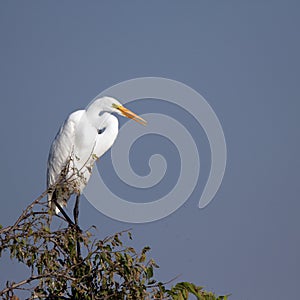 Great Egret, Ardea alba