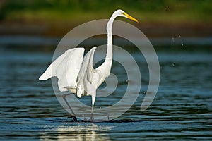 Great Egret - Ardea alba also common or large egret, great white egret or heron, widely distributed egret found in Asia, Africa,