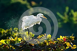 Great Egret - Ardea alba also common or large egret, great white egret or heron, widely distributed egret found in Asia, Africa,