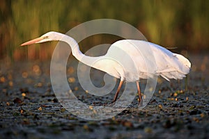 The great egret Ardea alba, also known as the common egret  or great white heron fishing in the blooming lagoon.Great White
