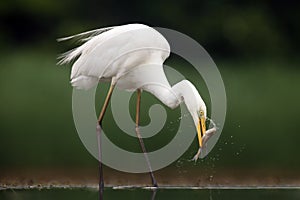 The great egret ,Ardea alba, also known as the common egret fishing in the shallow lagoon.White heron with green background.Big