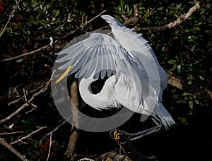 The great egret Ardea alba, also known as the common egret, large egret, great white egret or great white heron.CR3