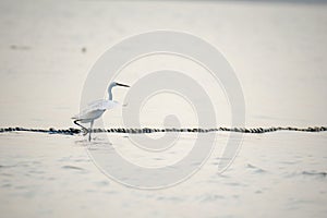 The Great Egret (Ardea alba), also known as common egret