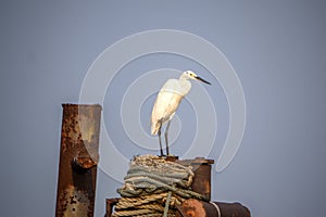 The Great Egret (Ardea alba), also known as common egret