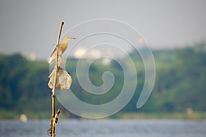 The Great Egret (Ardea alba), also known as common egret
