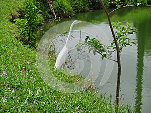 White heron on the lake shore photo