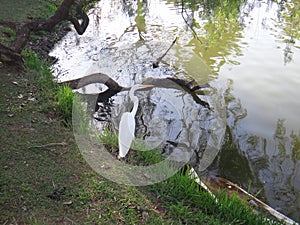 White heron on the lake shore photo