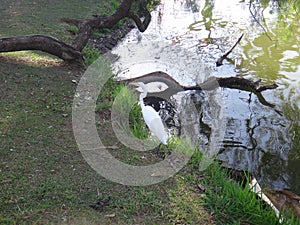 White heron on the lake shore photo