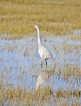 Great Egret, Ardea alba, Arcata, California