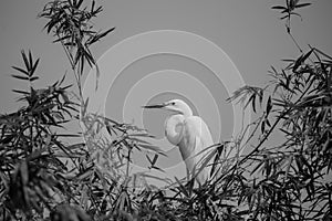 Great Egret Ardea alba bird of Thailand