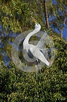 Great Egret Ardea alba in breeding plumage courtship display