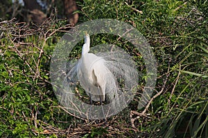 Great Egret - Ardea alba- in breeding plumage in St Augustine, Florida.