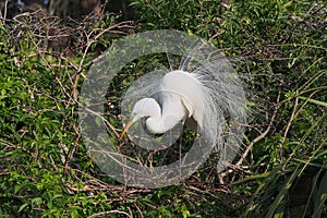 Great Egret - Ardea alba- in breeding plumage in St Augustine, Florida.