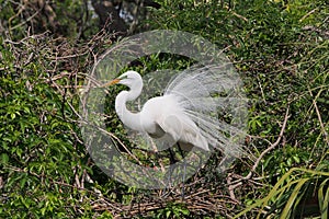 Great Egret - Ardea alba- in breeding plumage in St Augustine, Florida.