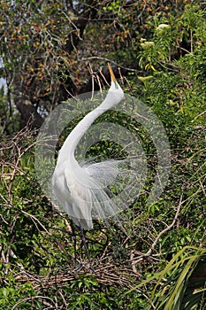 Great Egret - Ardea alba- in breeding plumage in St Augustine, Florida.