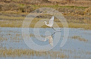 Great Egret, Ardea alba Catches a Fish