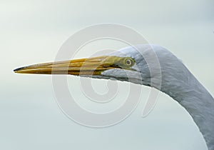 Great Egret Ardea alba close up of head