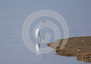 Great egret Ardea alba or common egret or large egret searching for at the wetland