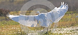 Great egret Ardea alba in Donana Spain with wings opened during flight. Flying and landing in beautiful nature surrounding..