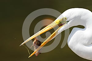 Great Egret (Ardea alba) Eating a Fish