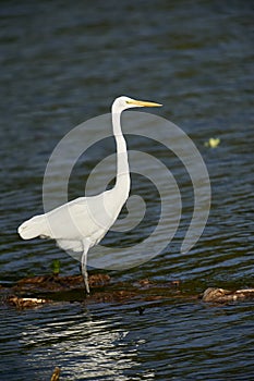 Great Egret Ardea alba on edge of Lake