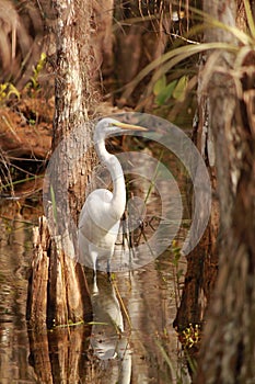 Great Egret (Ardea alba) in Everglades National Park