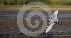 Great egret Ardea alba in flight