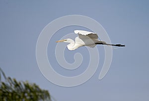 Great Egret Ardea alba in flight