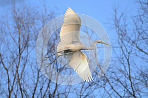 Great Egret (Ardea alba) in flight