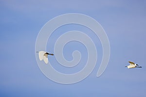 Great egret (Ardea alba) in flight