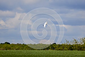 Great egret (Ardea alba) in flight