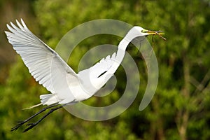 Great Egret (Ardea alba) in flight