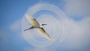 The great egret Ardea alba in flight, Showing full wingspan, low angle view