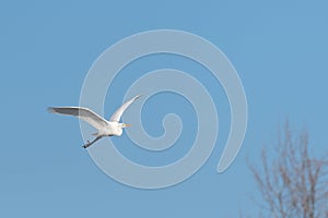 Great egret (Ardea alba) in flight in the sky