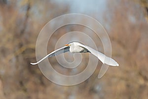 Great egret (Ardea alba) in flight in the sky