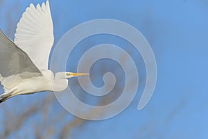 Great egret (Ardea alba) in flight in the sky