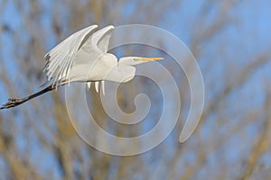 Great egret (Ardea alba) in flight in the sky