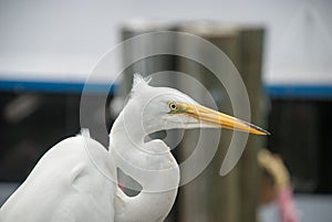 Great Egret - Ardea alba, Florida, USA