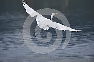 Great Egret Ardea alba flying along edge of Lake Chapala
