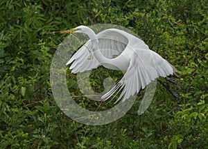 Great egret Ardea alba flying with nesting material