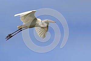 Great Egret Ardea Alba flying over blue sky