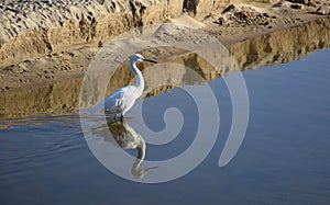 Great Egret (Ardea alba); foraging in creek at Crystal Cove State Park, Southern California.