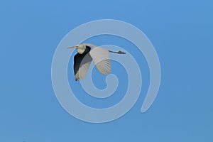 Great Egret (Ardea alba) Germany