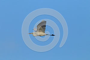 Great Egret (Ardea alba) Germany
