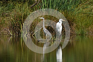 Great egret Ardea alba and Grey heron Ardea cinerea