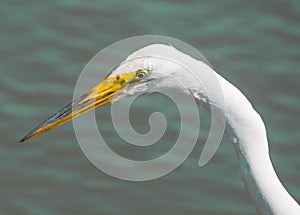 Great Egret - Ardea alba, headshot